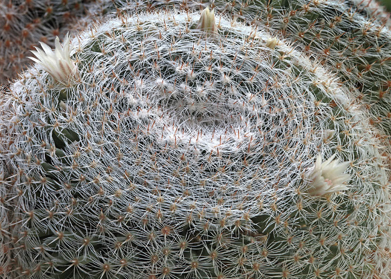 Mammillaria formosa subsp. Microthele superfina